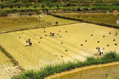 Spring planting of rice fields.