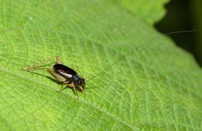 Long antena cricket, Orthoptera.