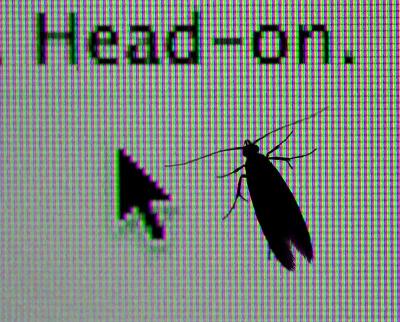 While looking at some insects I just posted on pbase, this moth landed on my screen.