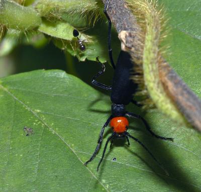 Redheaded, Coleoptera.