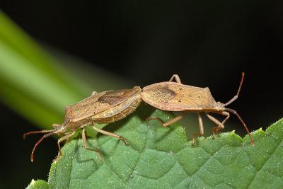 Two bugs relating to each other. Hemiptera.