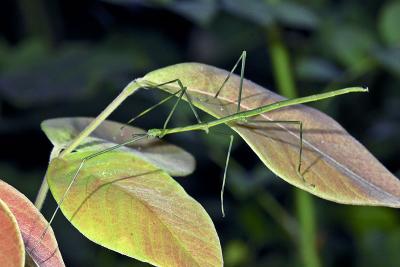 Walking Stick Insect.