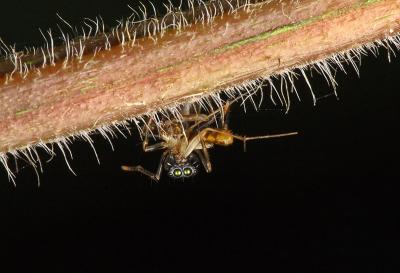 Ant mimic spider with prey.  Arachnida