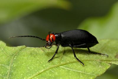 Redhearded Coleoptera.