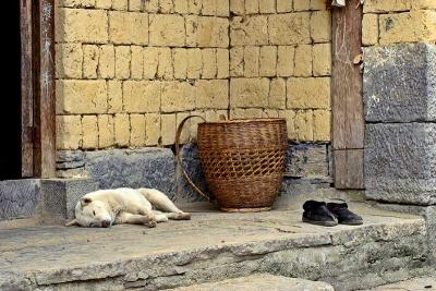 A dog, a basket and two shoes.