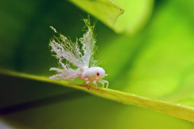 1mm long leaf hopper 2