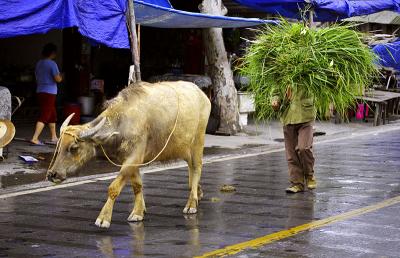 Water buffalo on the main highway just before turning up to the small road to the mountain villages.