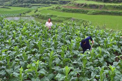 Working tobaco in a high mountain field.