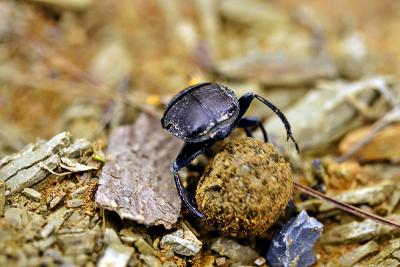 Dung beetle rolling dung.