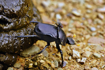 The Dung beetle and the fly. Sharing a common interest.