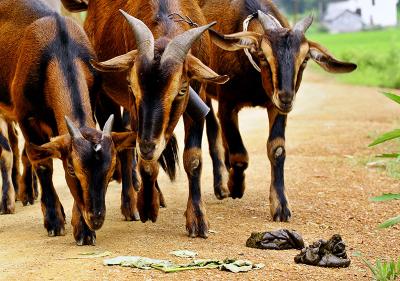 Nubian goats.