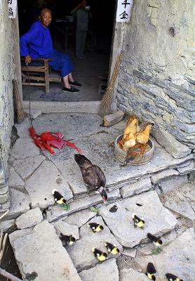 Chickens and ducks. Near Gau Shan, a high mountain village.