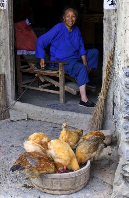 Hmong elder feeding her chickens.