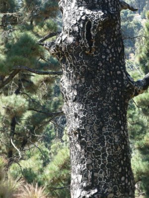 Regenerating forest