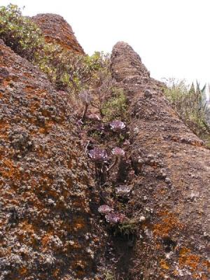 Camino de la Virgen