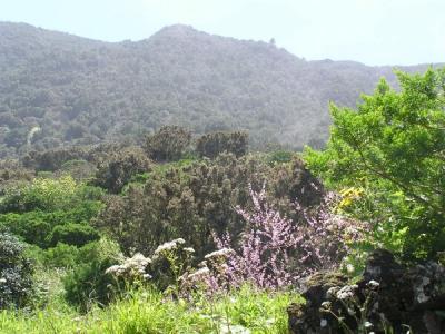 El Derabado