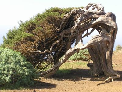 El Sabinar