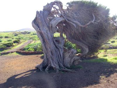 El Sabinar