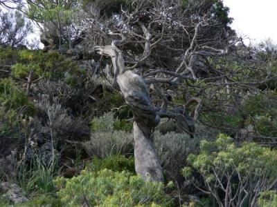 El Sabinar