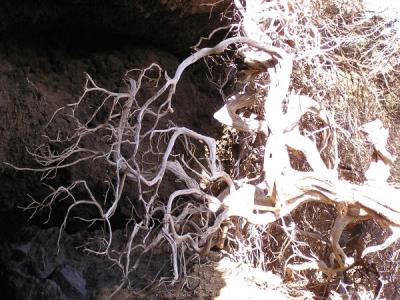 El Sabinar