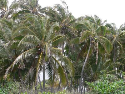 Hawaii 5-12-2006-0580.jpg