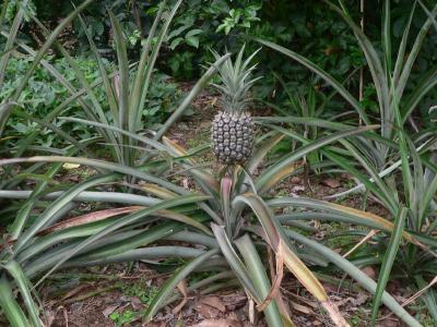 Hawaii 5-12-2006-0820.jpg