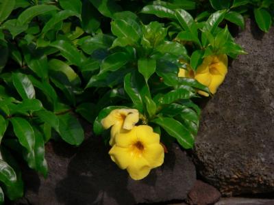 Hawaii 5-13-2006-0090.jpg