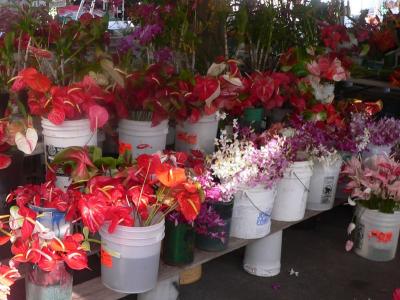 Hawaii 5-14-2006-0120.jpg