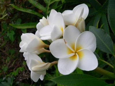 Hawaii 5-15-2006-0510.jpg