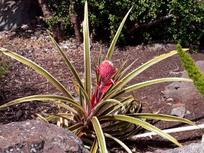 Hawaii 5-16-2006-0990.jpg