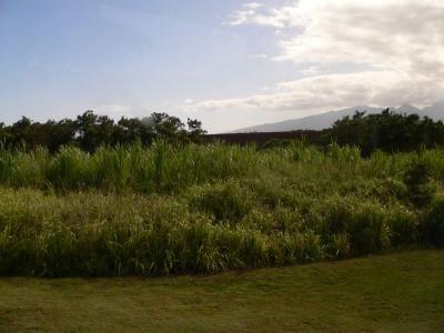 Hawaii 5-16-2006-1350.jpg