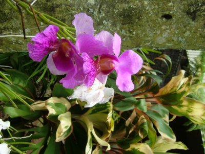 HA-053-Hilo.JPG