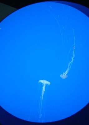 HA-870.JPG
