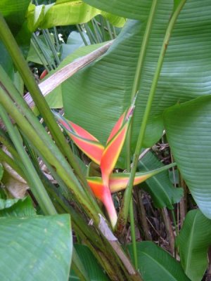 HA-Bird of Paradise-3.JPG