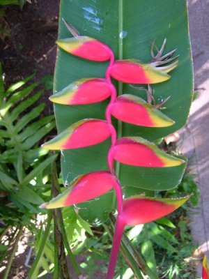 HA-Heliconia.JPG