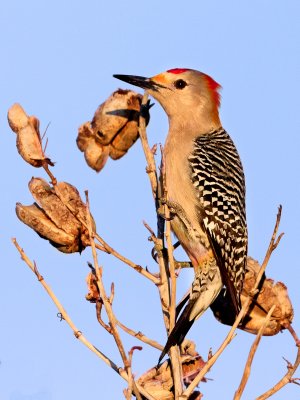 Gold-Fronted Woodpecker April 2011