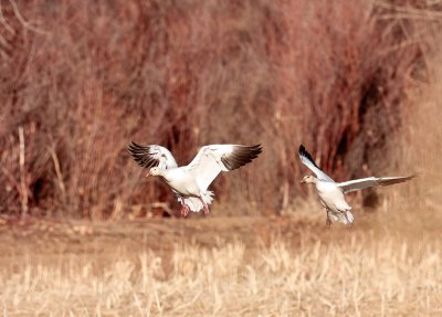 2 Snow Geese incoming