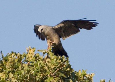 200+Dub winged hawk