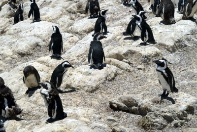 Bettys Bay penguin colony South Africa