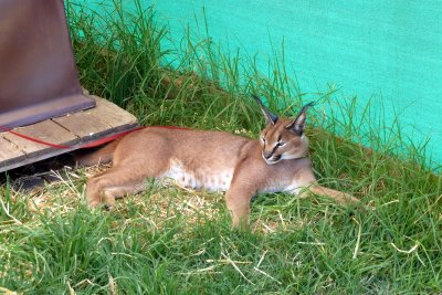 Caracal