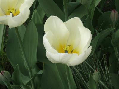 Tulips by Ann