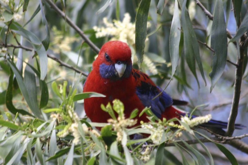 Crimson Rosella