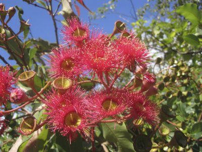 Red flowering Gum ( Eucalyptus ficifolia)