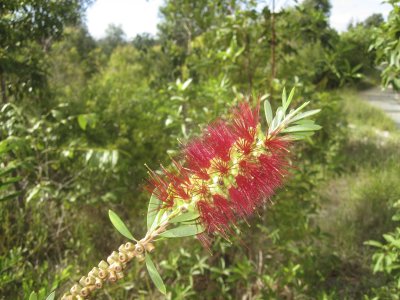 Weeping Bottlebrush ( Callistemon viminalis)