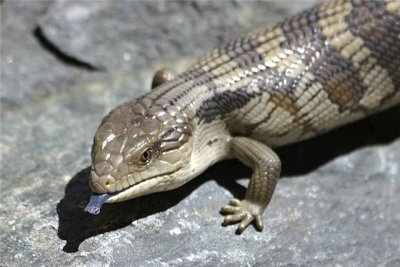 Blue Tongue Skink ( Tiliqua scincoides )