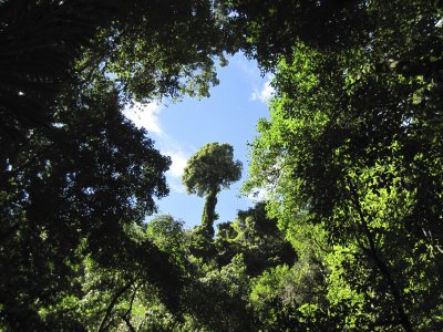 A Gap in the Rainforest