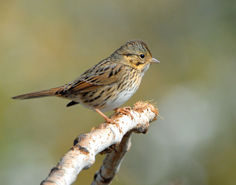 Sparrow, Lincolns