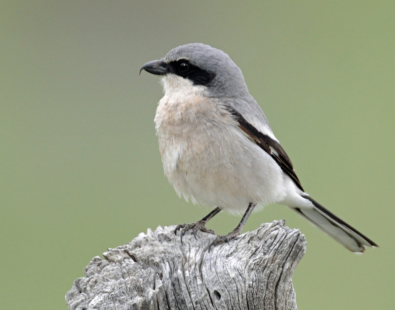 Shrike, Loggerhead