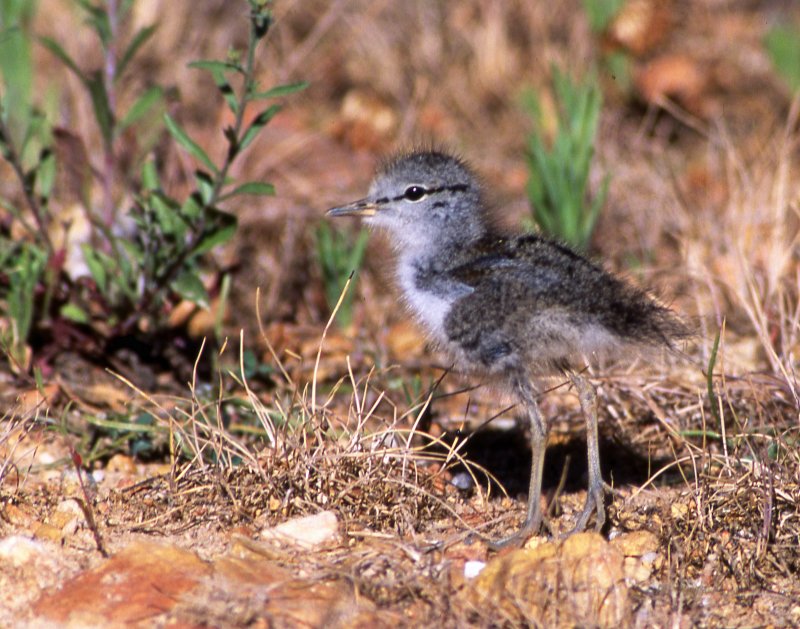 Sandpiper, Spotted