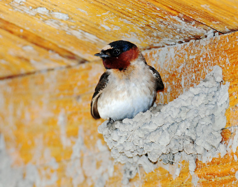 Swallow, Cliff